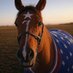 Starhorse (@starhorseusa) Twitter profile photo Starhorse (@starhorseusa) Twitter profile photo