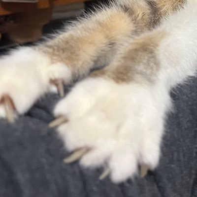ねこQ【取引垢】さんのプロフィール画像