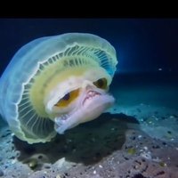 litharium (@litharium) 's Twitter Profile