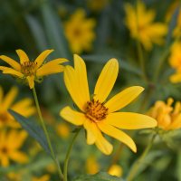 Rachel Sullivan ☮️ (@rachelicr) 's Twitter Profile