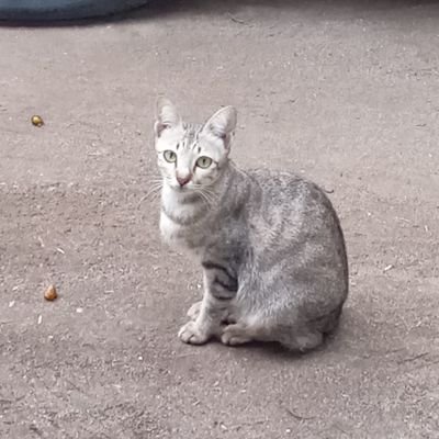 haraaa_si66514's profile picture.
