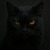 Asabi Kedi (@kedi_asabi) Twitter profile photo Asabi Kedi (@kedi_asabi) Twitter profile photo