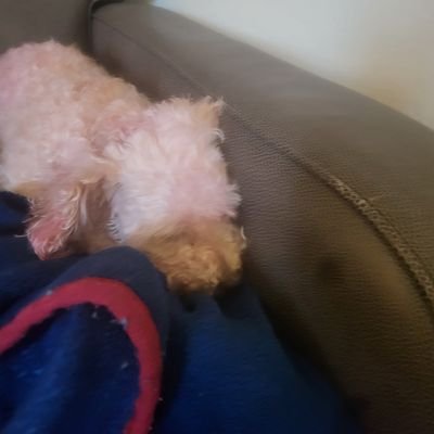 chocolatemil56's profile picture. Please help me save this angel 🙏