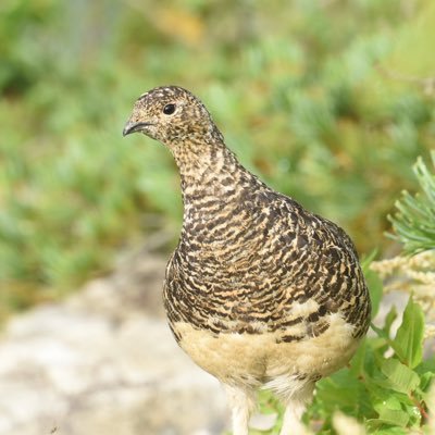 R75573830795463's profile picture. R7年3月国家公務員(技術職)を定年前早期退職/特認制度で行政書士登録(開業)/公務員時代は道路・公園の整備や管理・許認可/1級土木施工管理技士/FP2級/危険物乙4/アマ無線/R7宅建リベンジ/(自称)公園アドバイザー