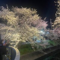 ヨザクラP (@jnbe5gpl3jnfbzn) 's Twitter Profile