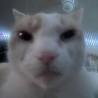 BungaWumpa (@bungawumpa) 's Twitter Profile