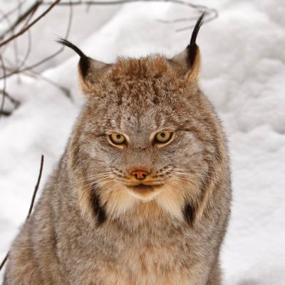 DataStructor's profile picture. 19 - Python & Lua Programmer (3yr)
https://t.co/aDoPYCeSfr
DM or @ me for Exploiter / Bugs @ Stages