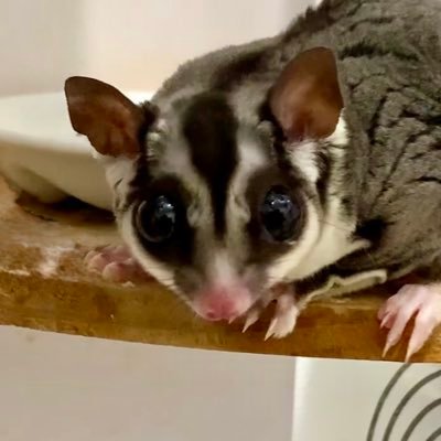 meron7758's profile picture. mddたちとゆる〜く過ごしています。無断フォロー歓迎、失礼しますm(_ _)m猫、アイラモルト、FSS好き。ヘブバン、ゼンゼロやってます。