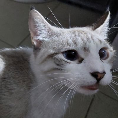 AlexGalindo186's profile picture. 