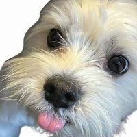 Shirely (@mincccccc209) 's Twitter Profile