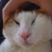 R · O · J · I (@roji_photo) 's Twitter Profile Photo