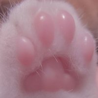 Joyful π π π π π (@joyfulcatmom) 's Twitter Profile