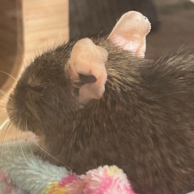 jasminexxx0110's profile picture. 🇹🇭と🇨🇳を反復横跳びするV系と野球好き。GeminiFourth/KristSingto/今は逆愛と光淵に夢中。