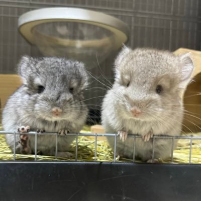 チンチラ🐰/リチャードソンジリス🐿️/モモンガ🐭/ボールパイソン🐍/レオパ🦎/ジュウサンセンジリス🐿️/サバンナモニタ🦎
tiktok youtubeインスタの方が画質がいいよ!
よかったら、見に来てね!