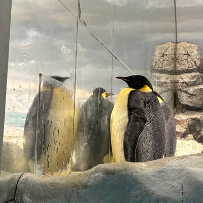 xmiimiimx's profile picture. famm卒業生*駆け出しWEBデザイナー*スノボ*お酒*着物*シャチ*鳥*サカナクションが好き*個人垢*ありがとうございます