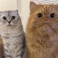 동북맘 (@eastnorthmom) 's Twitter Profile Photo 동북맘 (@eastnorthmom) 's Twitter Profile Photo
