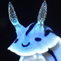 나는야 민달팽이 (@_wildslug_) 's Twitter Profile