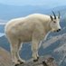 JepTheGoat (@jepthegoat) Twitter profile photo JepTheGoat (@jepthegoat) Twitter profile photo