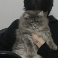 meow (@eachmeow) 's Twitter Profile