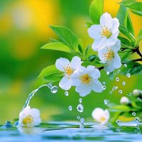 Flowers Life (@flowerslife54) 's Twitter Profile Photo
