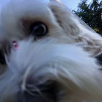 𝐃𝐚𝐧𝐢𝐞𝐥𝐚¹¹⋆ (@danimhida) 's Twitter Profile