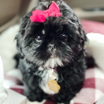 PBnPJ59's profile picture. 🇺🇸 Honest, kind, Loves Jesus, dogs, photography, beaches, mountains, cottage gardens, tiny houses and dancing in the rain🇺🇸Conservative🇺🇸MAGA🇺🇸Trump🇺🇸