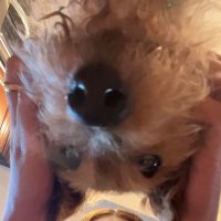 alyssa ♡ (@alyssarosaaaa) 's Twitter Profile