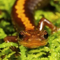 shenandoah salamander (@lost_in_orbit_) 's Twitter Profile