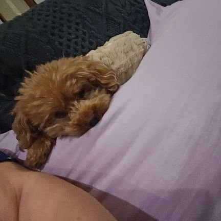 cdtanaka01's profile picture. 