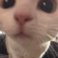 서방 (@iamganeungchung) 's Twitter Profile Photo 서방 (@iamganeungchung) 's Twitter Profile Photo