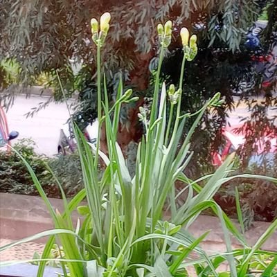 GMartinelli11's profile picture. #Giardinaggio💐🌳
#passione #verde
🌺🌸#natura🌴🌳🍁
Creazioni fantasiose