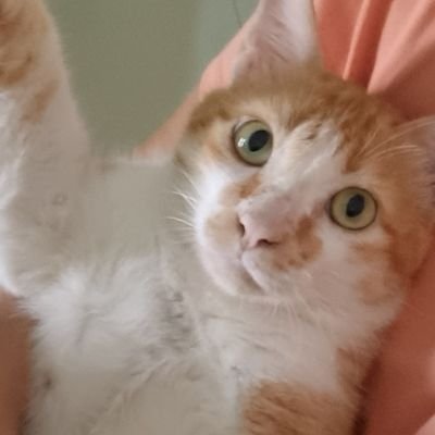 JuKat86778's profile picture. 