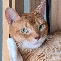 하트냥 (@crazy_cat_sound) 's Twitter Profile Photo