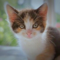 AsymmetriCat (@asymmetr1cat) 's Twitter Profile