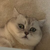 asya (@selsworld12) 's Twitter Profile Photo
