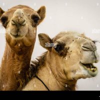 Momo_L'Interista (@mo_limitedition) 's Twitter Profile