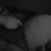 hairy guy (@not_ur_avg_fagg) Twitter profile photo hairy guy (@not_ur_avg_fagg) Twitter profile photo