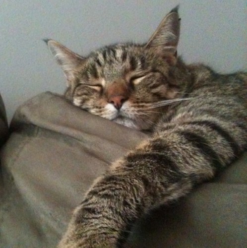 andreavojik's profile picture. 