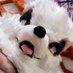 SMOKIE the 🐶🔥 @LVFC (@barabuck) Twitter profile photo SMOKIE the 🐶🔥 @LVFC (@barabuck) Twitter profile photo
