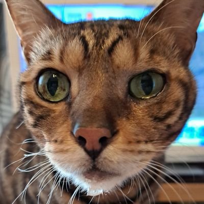 torajiro201641's profile picture. ベンガル猫の虎次郎🐯2016/4/1生まれ🐯消化器型の小細胞性リンパ腫🐯2025/4/26～抗がん剤開始💊猫のリンパ腫についての情報収集アカウントです。