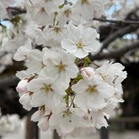 stardancer@本好き積読気味 (@hon_no_mushi95) 's Twitter Profile Photo stardancer@本好き積読気味 (@hon_no_mushi95) 's Twitter Profile Photo