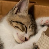 Machap (@machap) 's Twitter Profile