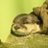 かわうそ's icon
