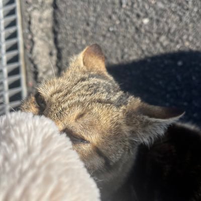 がゆ。さんのプロフィール画像