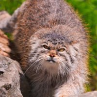 KovAlla (@emcsharuk) 's Twitter Profile