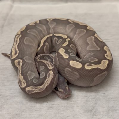 dmgdmug's profile picture. 犬 蛇 ヤモリ