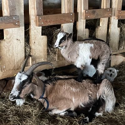 EMimikry's profile picture. vollkommen privat hier