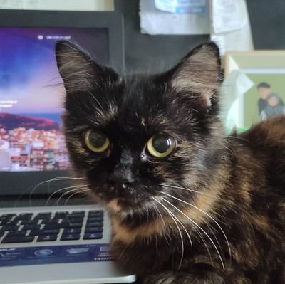 🐈さんのプロフィール画像