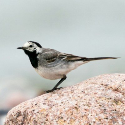 xzrelay's profile picture. Developer