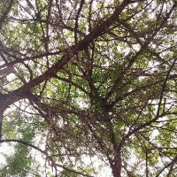 Bitsk (@pragyakafley) 's Twitter Profile